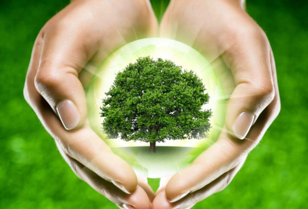 Улучшение жизненных условий. Сохраним деревья. Сохранение леса. Сохранение природы. Защита природы.
